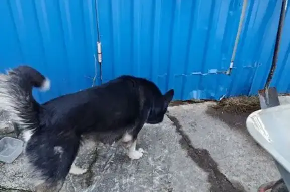 Найдена собака, Тверь, фото: Найден собака, 2-я улица Профинтерна, 32, городской округ Тверь, помесь хаски