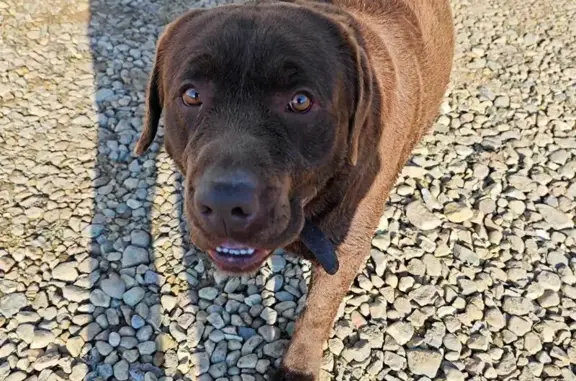 Найдена собака, Александровка, фото: Найден собака, мужской, Александровка, Смоленская область - коричневый с черным кожаным ошейником