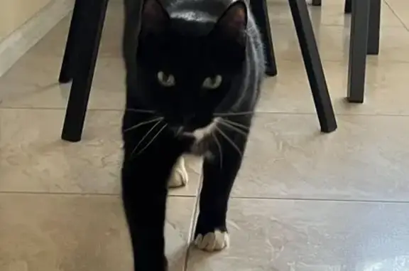 Найденные животные Санкт-Петербург, фото: Найден кот, Большая Пороховская улица, 7, Санкт-Петербург - упитанный с ошейником от блох