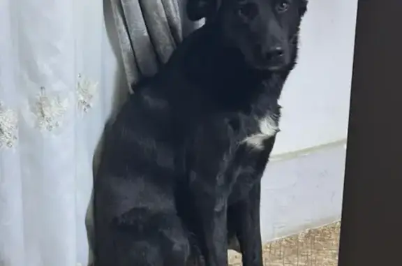 Пропал собака, проспект Калинина, Пятигорск - черная с белыми лапками - photo