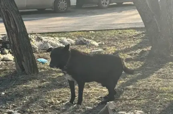 Найдена собака, Москва, фото: Найден собака, улица Сталеваров, 24, Москва - старый, возможно травмирован