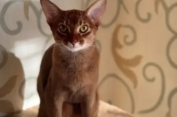 Пропала кошка, улица Калинина, 8, Иваново - рыжая, абиссинская порода - photo