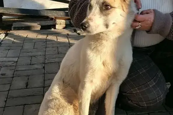 Найдена собака, Йошкар-Ола, фото: Найдена собака, женская, Первомайская улица, 109, Йошкар-Ола