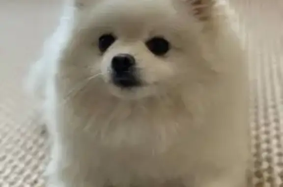 Пропал собака, улица Ф.И.Тютчева, 5 к1, Омск - маленький шпиц - photo