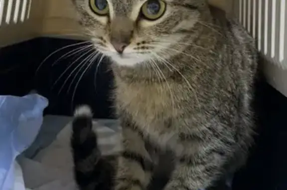 Найдена кошка, Кунгур, фото: Найдена кошка, улица Степана Разина, 56, Кунгур - окрас табби, белый кончик хвоста