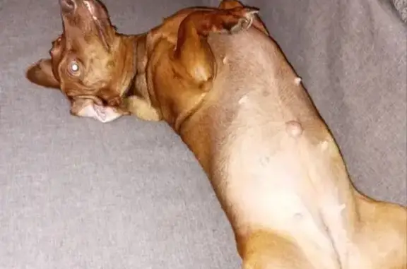 Пропала собака, женский пол, Воздушный переулок, 6, Калининград - photo