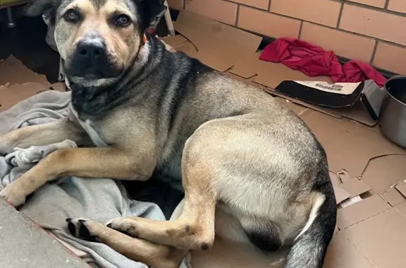 Найдена собака, Краснодар, фото: Найден собака, Ростовское шоссе, 30В лит1, Краснодар - крупный пёс с темно-зеленым ошейником