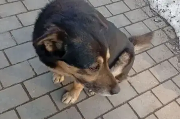 Найдена собака, Москва, фото: Найден собака, Абрамцевская улица, 30 с6, Москва - мальчик, не кастрирован