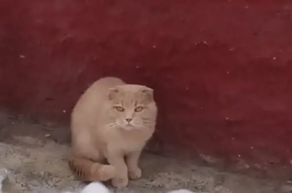 Найден кот, улица Берёзовая Роща, Кострома - персиковый вислоухий британец - photo