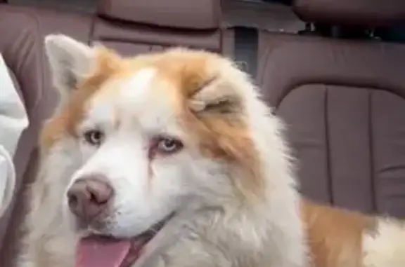 Найдена собака, Батайск, фото: Найден собака, Промышленная улица, городской округ Батайск - сбежала