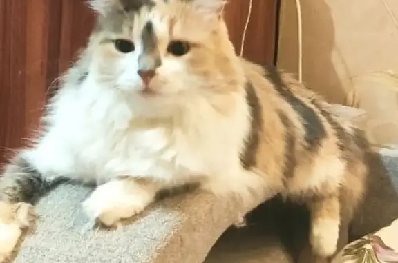 Пропала кошка, Петрозаводская улица, 18, Вологда - кличка Алиса - photo