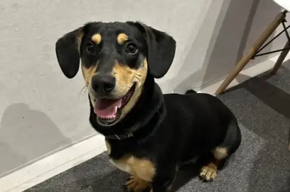 Найдена собака, Оболенское, фото: Найден собака, улица Кутузова, 1А, Оболенское - дружелюбный пёс