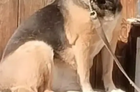 Пропала собака, «Иртыш», Курган - голова рыжая, ошейник на шее - photo