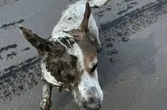 Найдена собака, Балашиха, фото: Найден собака, Восточное шоссе, Балашиха - похож на Джек Рассела
