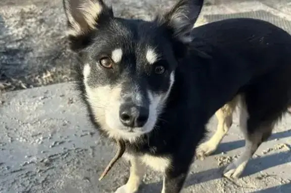 Собаки потеряшки, Воронеж, фото: Потеряшка собака, женская, Острогожская улица, Воронеж - чёрно-белый окрас, кличка Пуля