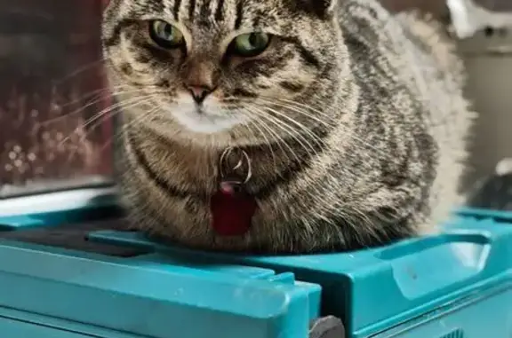 Пропала кошка, Молодёжный проспект, Жигулёвск - могла запрыгнуть в белую газель - photo