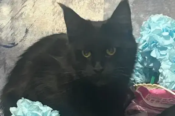 Пропала кошка, Красноглинское шоссе, Самара - мейн Кун, полностью черная - photo