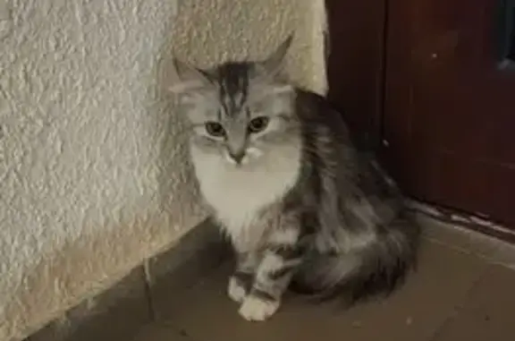 Найдена кошка, Краснодар, фото: Найдена кошка, улица имени Сергея Есенина, 104, Краснодар
