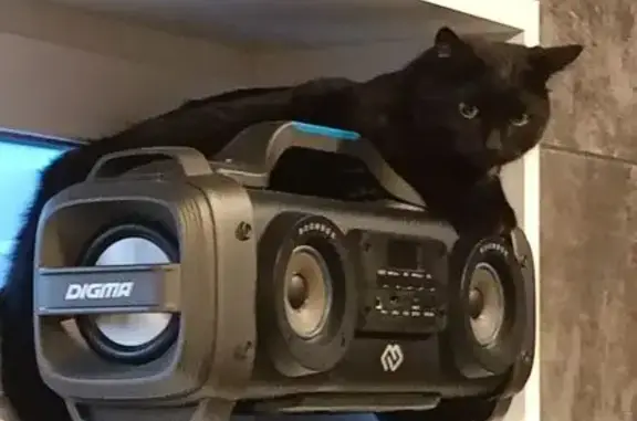 Пропала кошка, Лазурная улица, Черемисское - чёрная с белым пузиком - photo