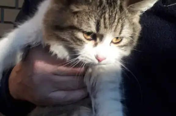 Найдена кошка, Воронеж, фото: Найдена кошка, улица Красный Октябрь, Воронеж - серый с белым хвост