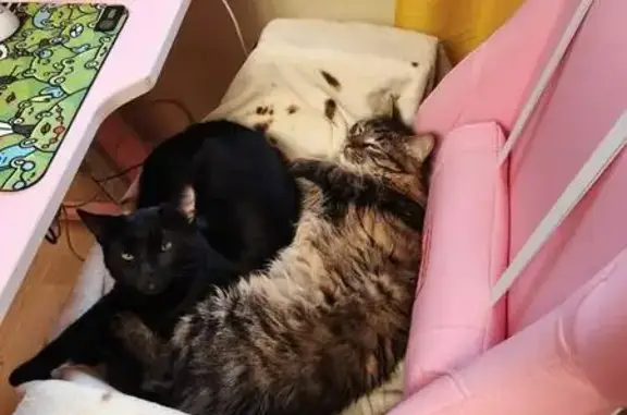 Кошки потеряшки, Зеленоград, фото: Потеряшка кот, улица Логвиненко, к1454, Зеленоград - чёрный с зелёными глазами