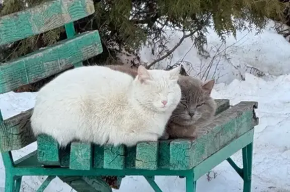 Найдена кошка, Чебоксары, фото: Найдена кошка, улица Б.С.Маркова, Чебоксары - около Крылова 7, два котика