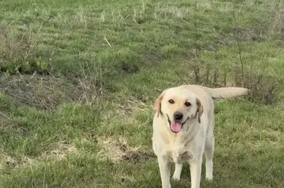 Найдена собака, Аксай, фото: Найдена собака, Аглос, Аксай - метис лабрадора, палевый окрас