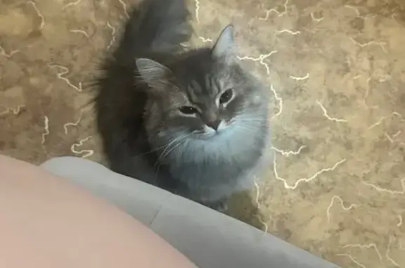 Пропала кошка, улица Склизкова, 93, Тверь - пушистая и пугливая - photo