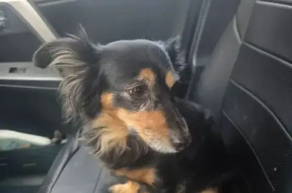 Найдена собака, Иркутск, фото: Найдена собака, женская, улица 25 Октября, Иркутск - метис таксы и русского той-терьера