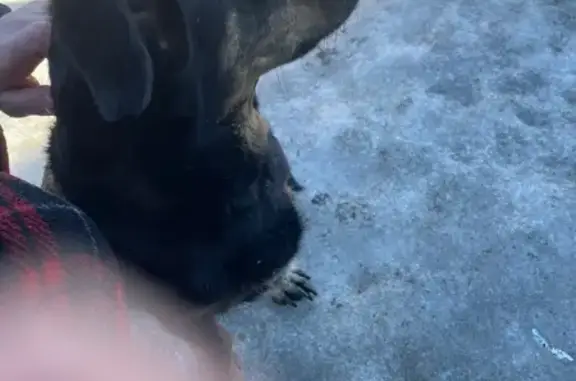 Найденные животные Саратов, фото: Найдена собака, Саратов - черная девочка с зеленым ошейником