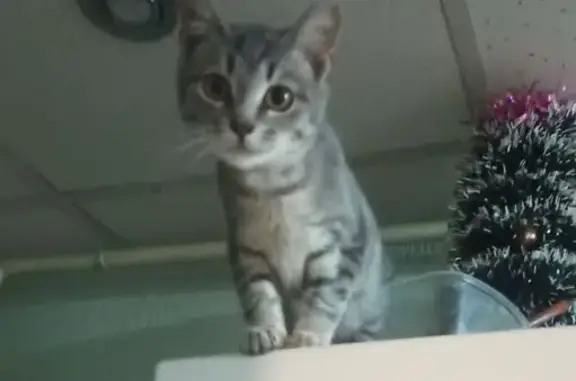 Пропала кошка, улица Дыбенко, 65, Новозыбков - черно-белая, 10 месяцев - photo