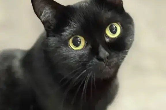 Пропала кошка, улица Чапаева, 18, Новоалтайск - черная с янтарно-медовыми глазами - photo