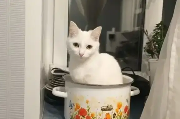 Пропала кошка, 4, Вологда - белая шерстка - photo