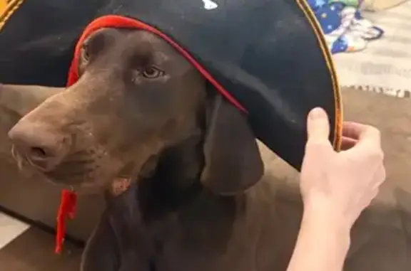 Пропала собака Мальчик, Домодедово (rl1158647) - photo