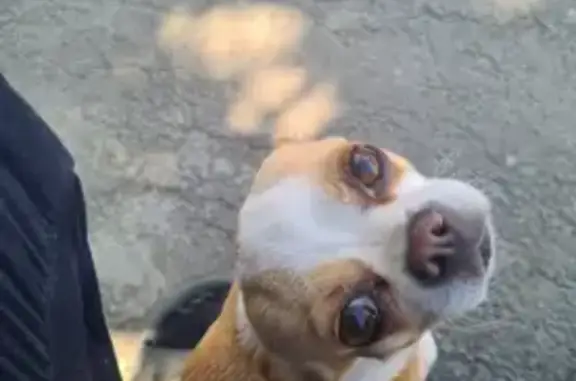 Пропала собака, женская, переулок Плутона, Верхнетемерницкий - порода чихуахуа - photo