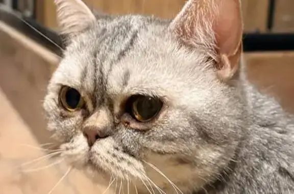 Найдена кошка, Иркутск, фото: Найдена кошка, улица Баумана, 271, Иркутск - на первом этаже в переноске