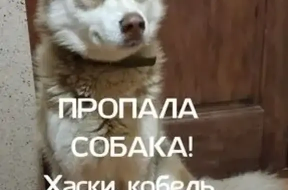 Пропал собака, Азово, Омская область - рыжий хаски - photo
