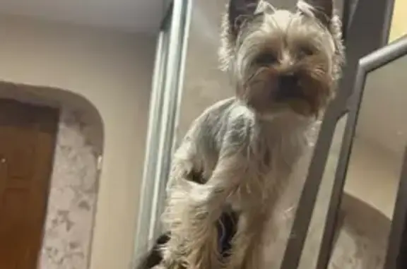 Пропал собака, Краснофлотская улица, 32, Пермь - йоркширский терьер мини - photo