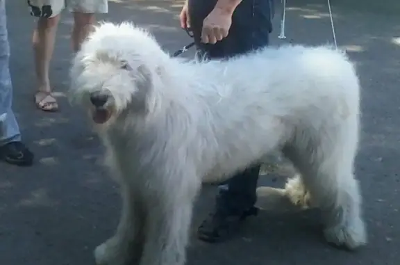 Собаки потеряшки, Заречный, фото: Потеряшка собака, мужской, Моховая улица, Заречный - Южнорусская овчарка с проблемами зрения