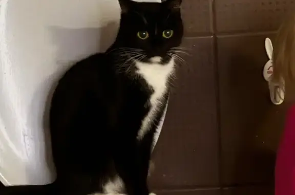 Пропала кошка, Боровая улица, 5, Балтым - бегала во дворе - photo