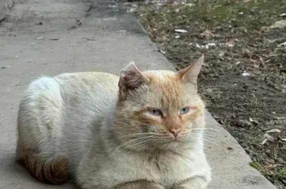 Поиск домашних животных, фото: Найден кот, Боровский проезд, 18, Москва - подпалый рыжий, правое ухо завёрнуто