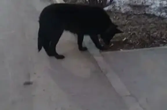 Найдена собака, Тула, фото: Найден собака, Рязанская улица, 18, Тула - черная с ошейником и белая грудка