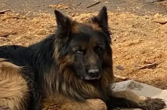 Найдена собака, Уфа, фото: Найдена собака, Башкортостан, Сихонкино - овчарка выполняет все команды