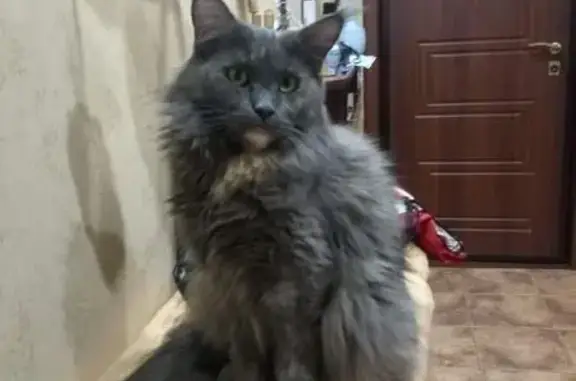 Пропала кошка, женская особь, улица Доватора, 34Б, Челябинск - серая, большая - photo