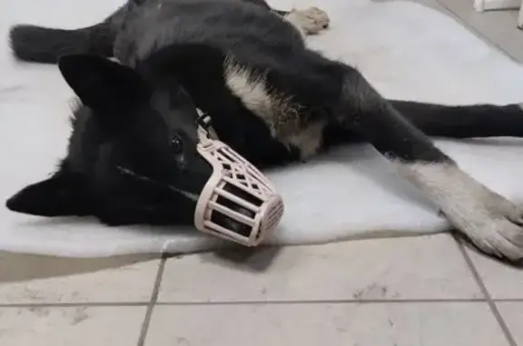 Найдена собака, Нижний Новгород, фото: Найден собака, улица Федосеенко, 51, Нижний Новгород - молодой, месяцев 5