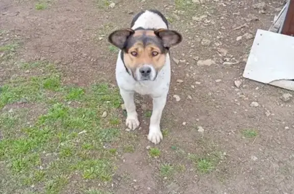 Найдена собака, Грушевская, фото: Найден собака, Донской переулок, Грушевская - трехцветный и добрый
