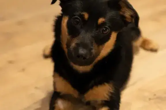 Найденные животные Воронеж, фото: Найден собака, улица Берёзовая Роща, Воронеж - ласковый и дружелюбный