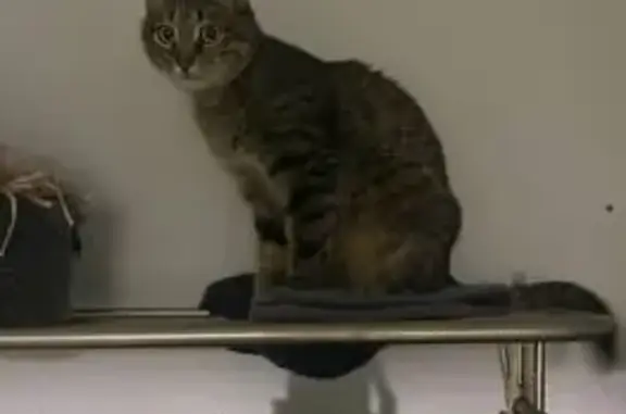 Пропал кот, улица Лебедева, 49, Йошкар-Ола - серый с полосками - photo