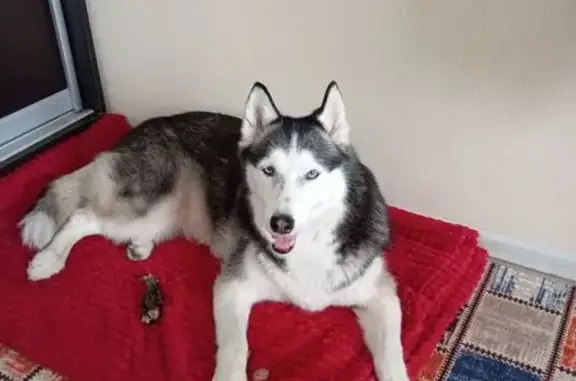 Найдена собака, Краснодар, фото: Найдена собака, Краснодар, хаски с голубыми глазами