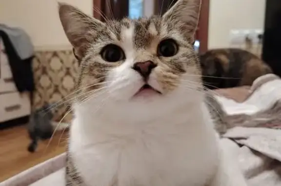 Пропала кошка, улица Войкова, 92Б, Кисловодск - photo